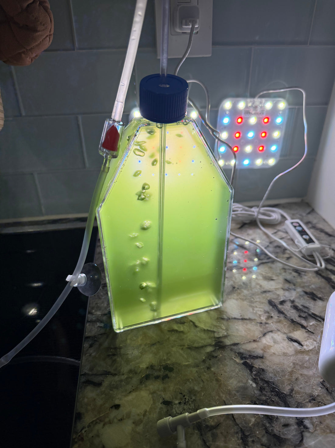 Culturing your own phytoplankton using our grow kit.