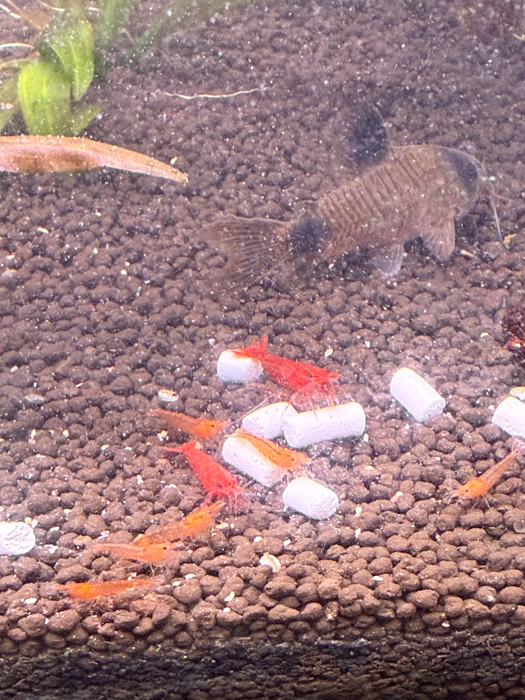 Cherry Shrimp- Sakura Red Grade