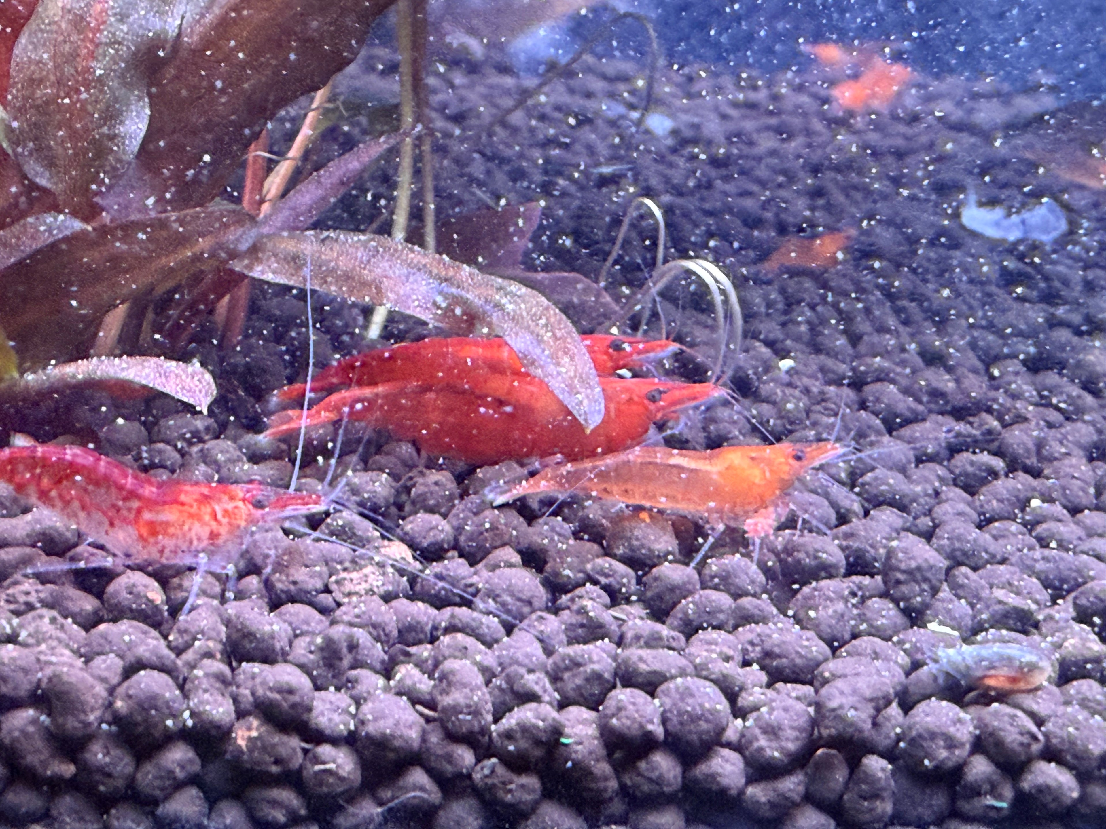 Cherry Shrimp- Sakura Red Grade