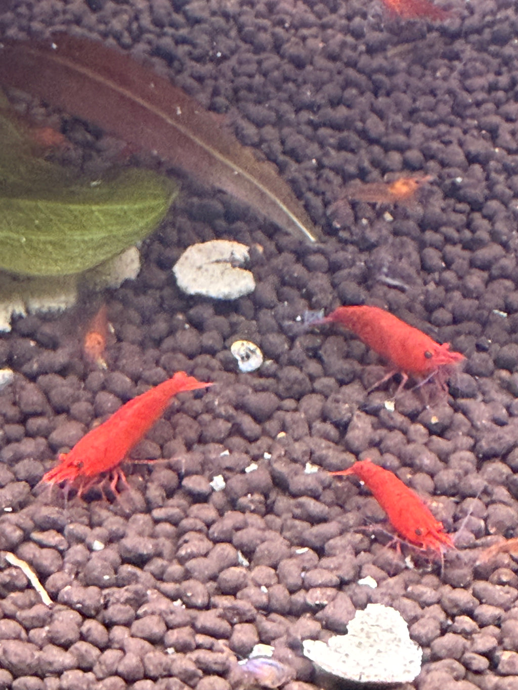 Cherry Shrimp- Sakura Red Grade