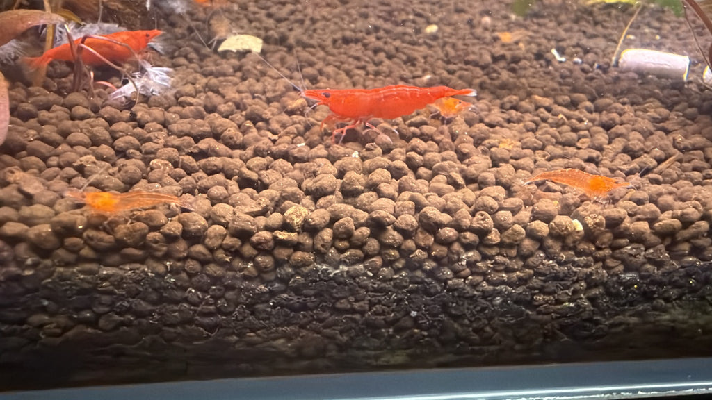 Cherry Shrimp- Sakura Red Grade