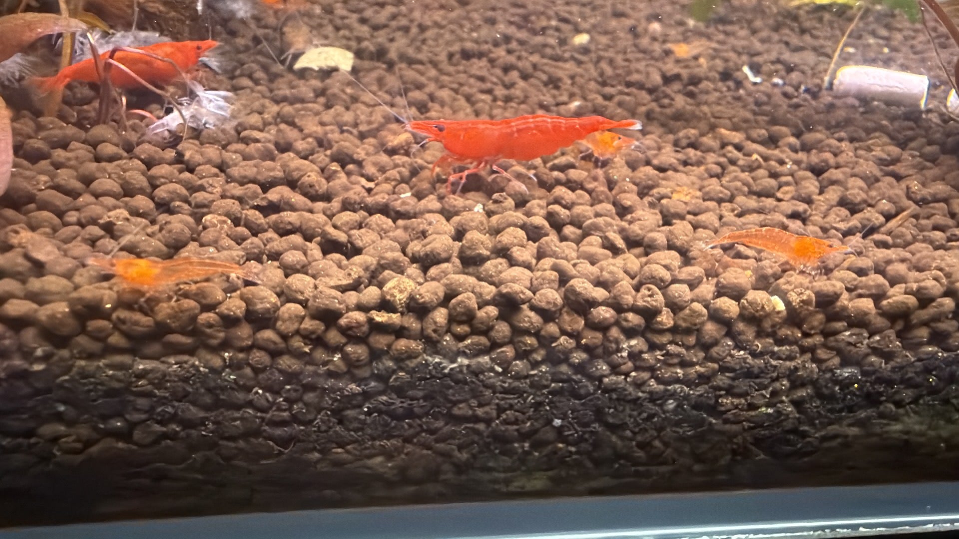 Cherry Shrimp- Sakura Red Grade